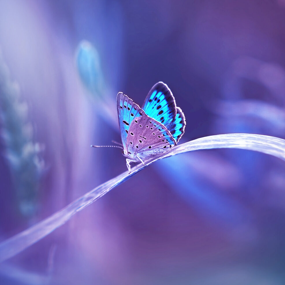 Beautiful blue butterfly on blade of grass in nature with a soft focus on blurred purple background beautiful bokeh. Magic dreamy artistic image for wallpaper template background design card.